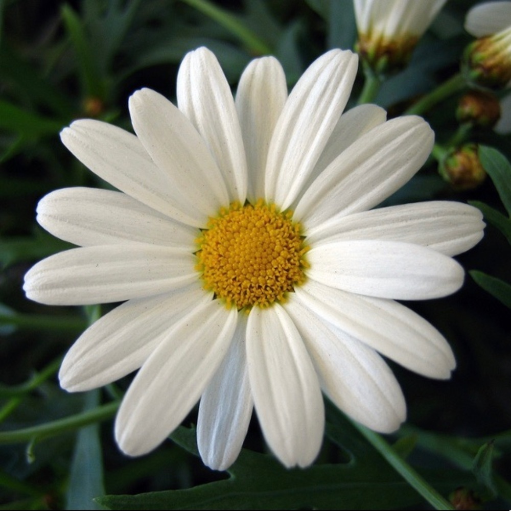 Meet your Posher, Mickey